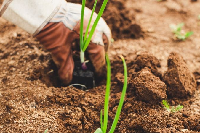 organic farming techniques