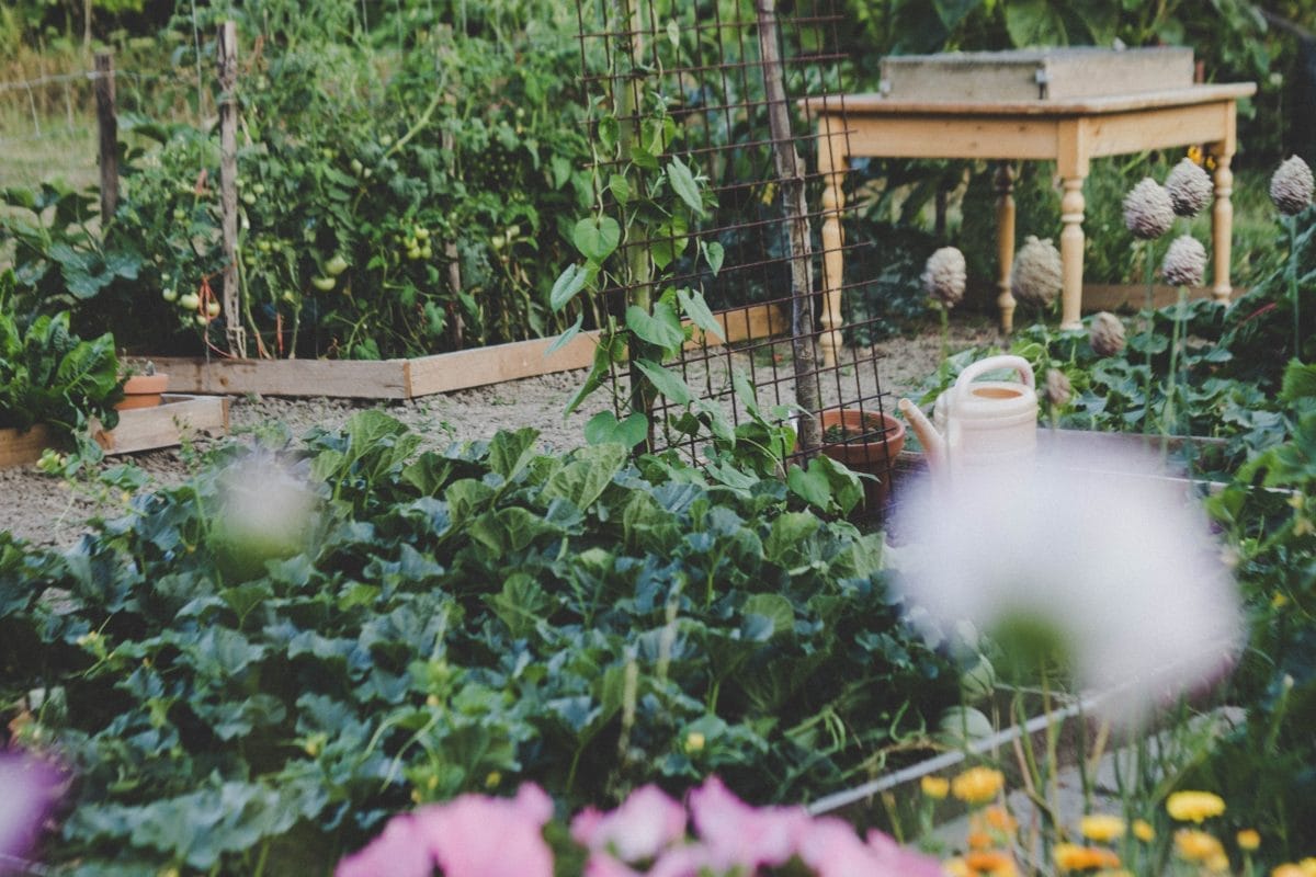 salt spring island organic farm