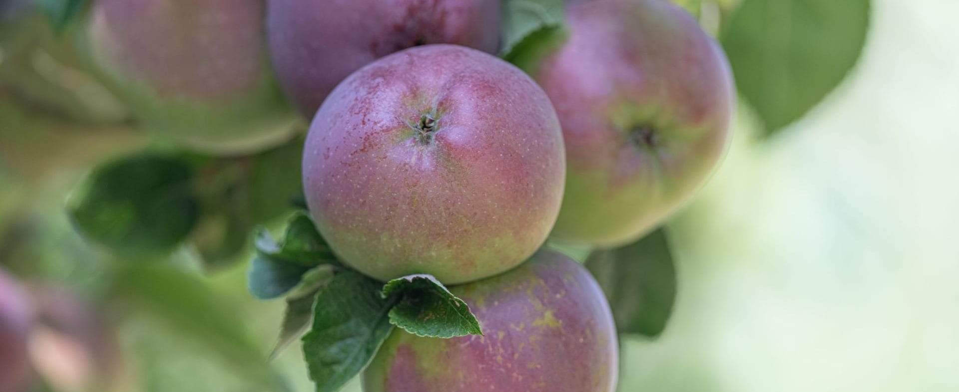 Apples in the orchard