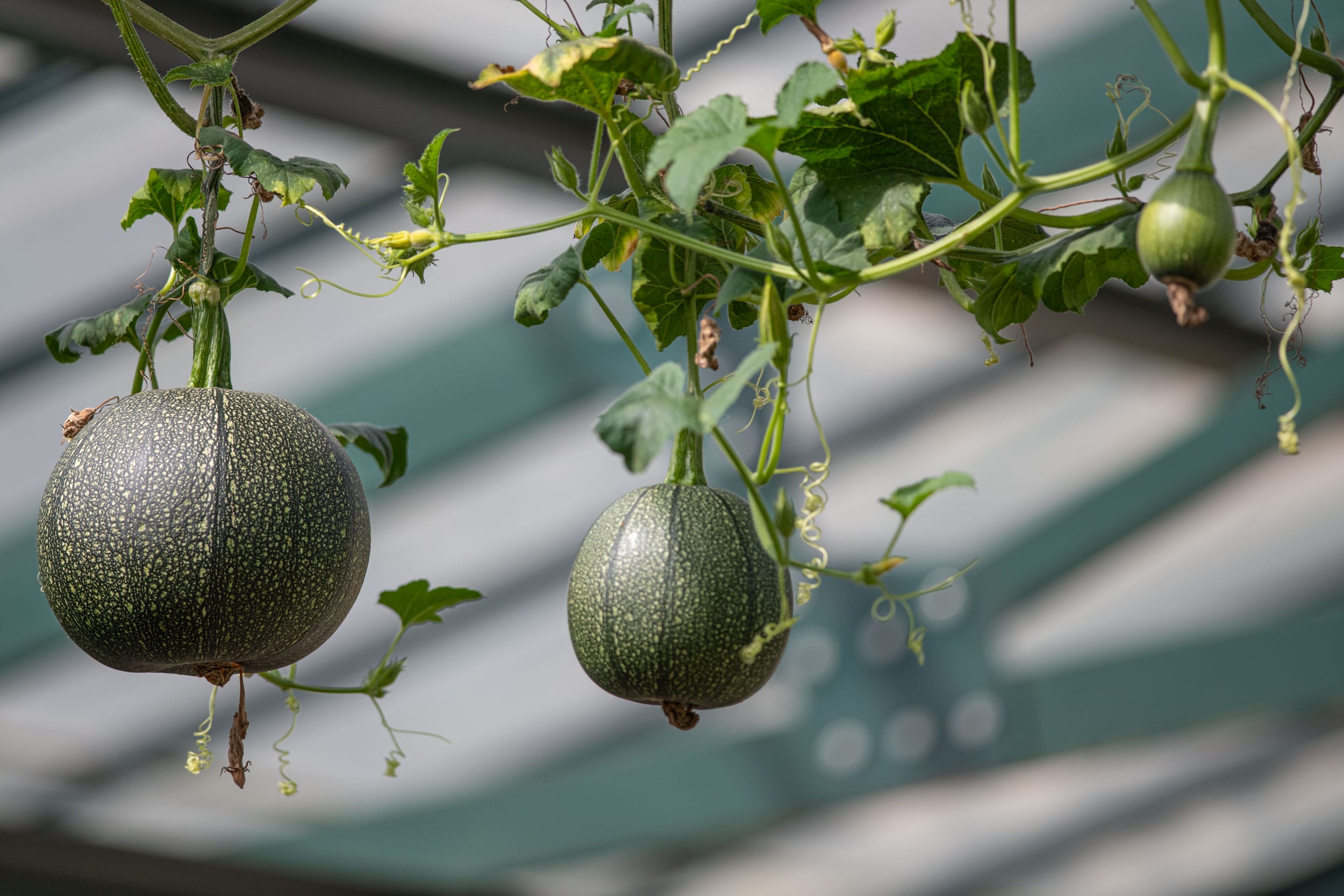 Squash Growing in Greenhouse on Lightwater Farm