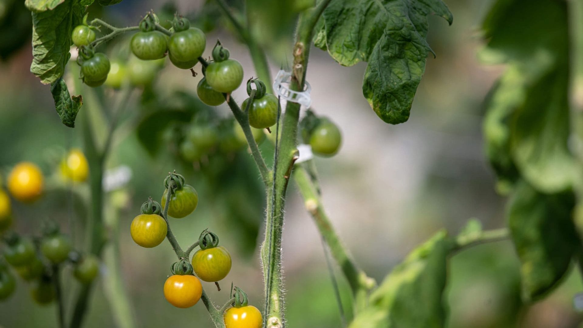 Organic Tomatoes Growing