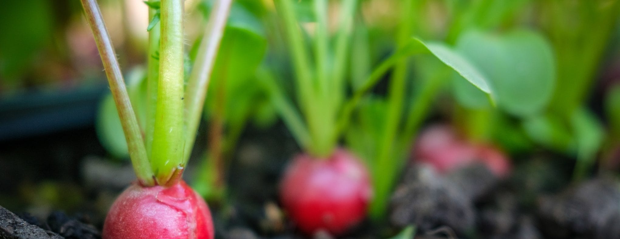 Radishes Growing