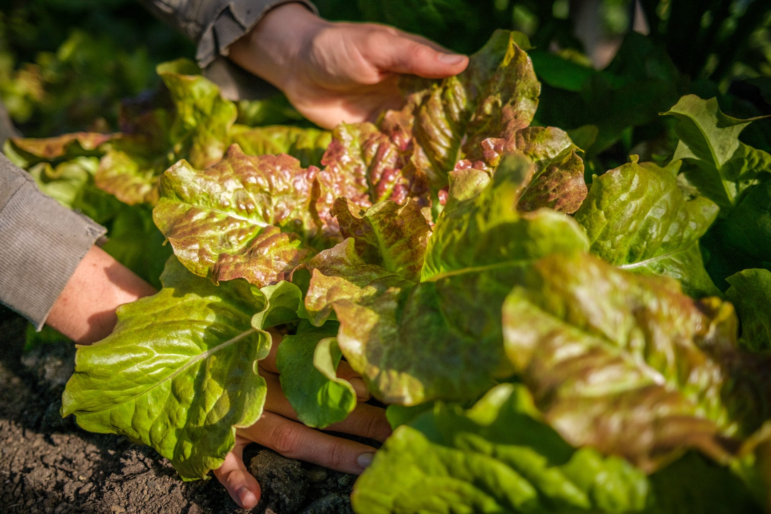 Lettuce grown at Lightwater Cove Farm
