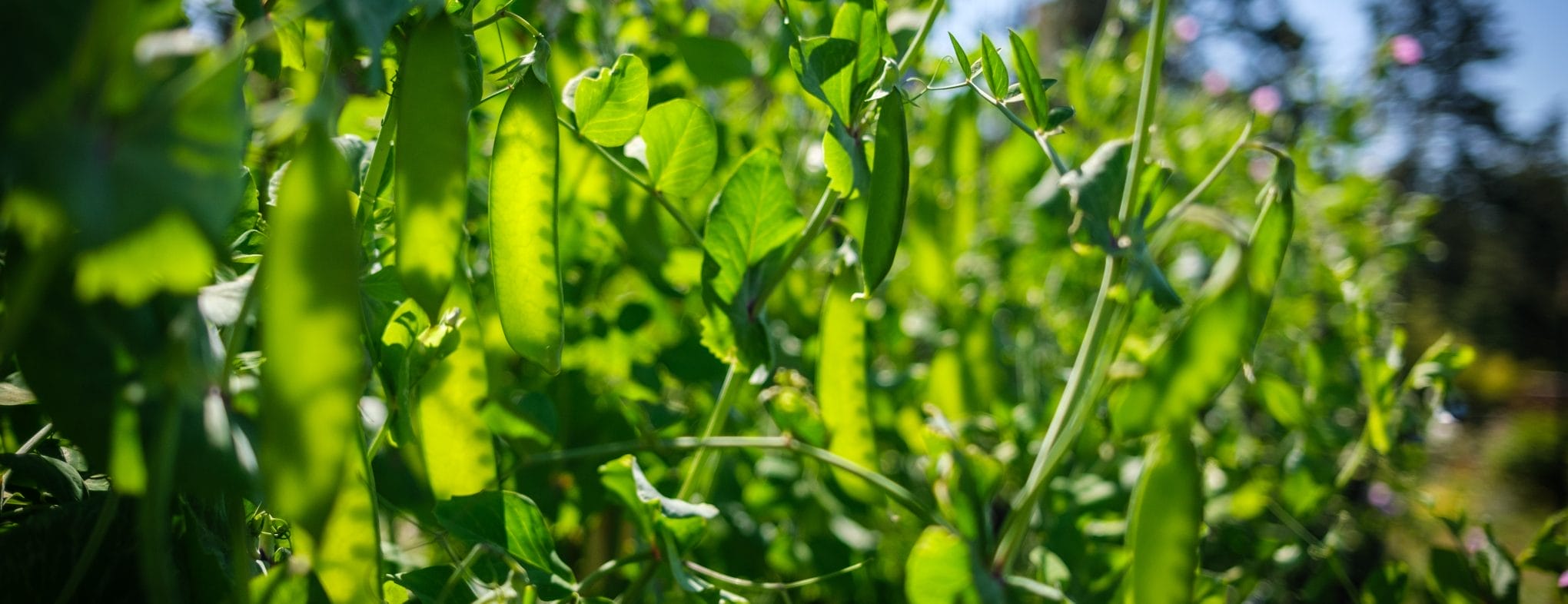 Peas On Lightwater Farm