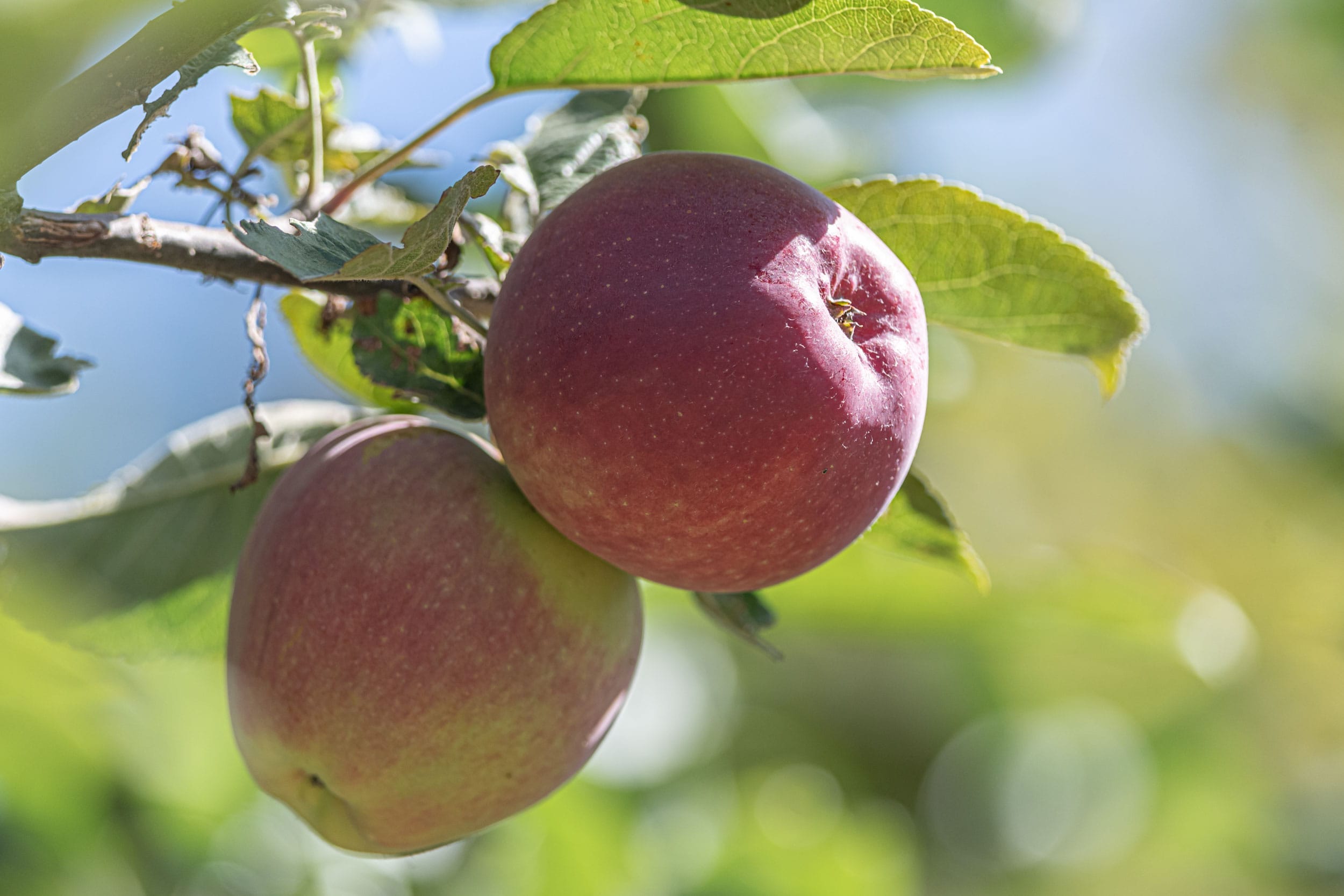 Apple - Heritage Orchard