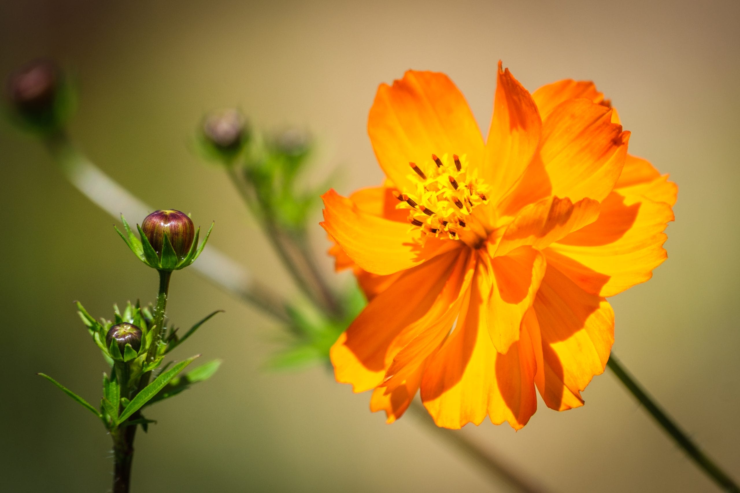 Orange Flower - Botanical Garden