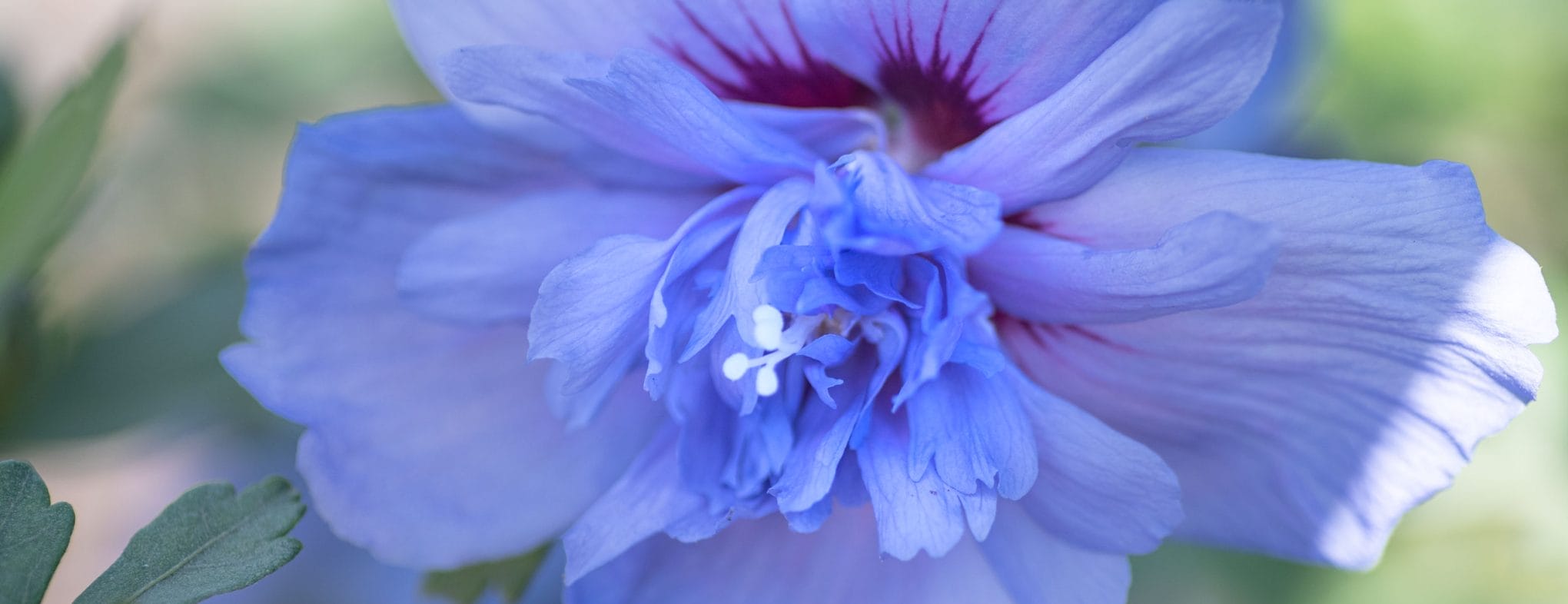 Incredible Blue Flower Artichoke flower - Botanical Gardens